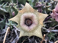 Huernia