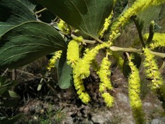 Acacia humifusa