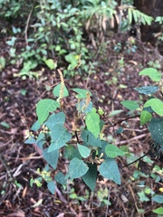 Homalanthus stillingiifolius