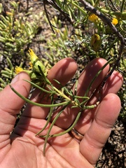 Pteronia flexicaulis