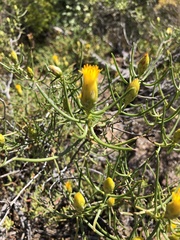 Pteronia flexicaulis