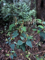 Homalanthus stillingiifolius