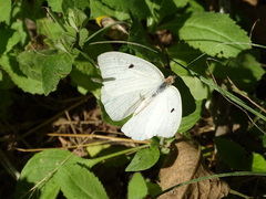 Ganyra