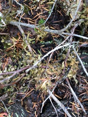 Tuckermanopsis subalpina