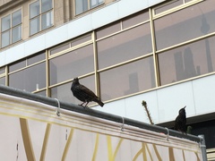 Sturnus vulgaris