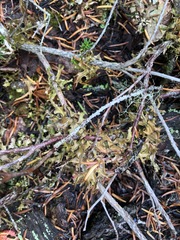 Tuckermanopsis subalpina