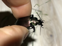 Calosoma oceanicum