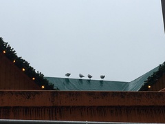 Chroicocephalus ridibundus