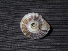 Heliacus variegatus