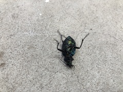 Calosoma oceanicum