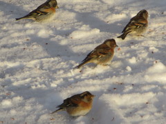 Fringilla montifringilla