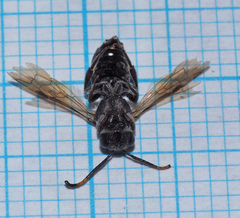 Euryglossa ephippiata
