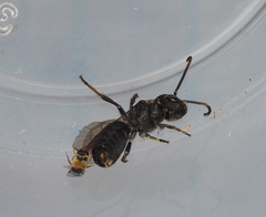 Euryglossa ephippiata