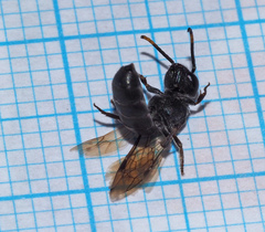 Euryglossa ephippiata