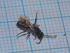 Euryglossa ephippiata