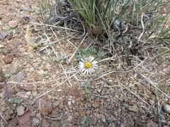 Townsendia scapigera