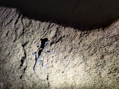 Calodactylodes aureus