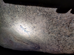 Calodactylodes aureus