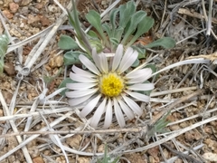 Townsendia scapigera