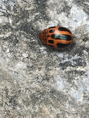 Plagiodera semivittata