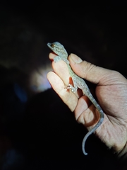 Calodactylodes aureus