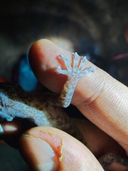 Calodactylodes aureus