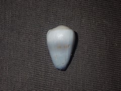 Conus nanus