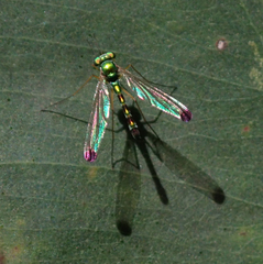 Amblypsilopus zonatus