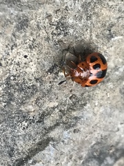 Plagiodera semivittata