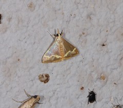 Clupeosoma pellucidalis