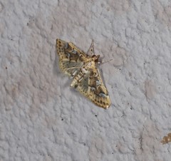 Cotachena fulvomarginalis