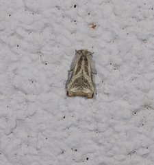 Dactylioglypha tonica