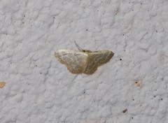 Idaea simplex