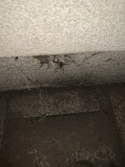 Latrodectus geometricus