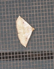 Eublemma latericolor