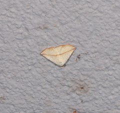 Eublemma perversicolor