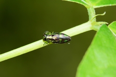 Melobasis purpurascens