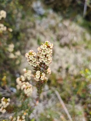 Epacris alpina