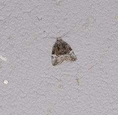 Lophothripa vitea