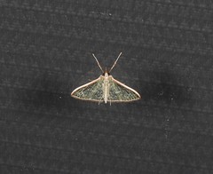 Myrmidonistis hoplora