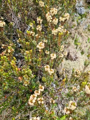 Epacris alpina