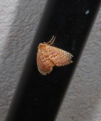 Pseudanapaea denotata