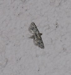 Sufetula hemiophthalma
