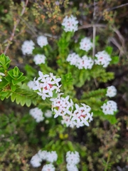 Pimelea buxifolia