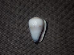 Conus nanus