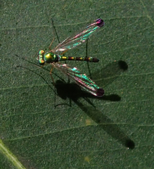 Amblypsilopus zonatus