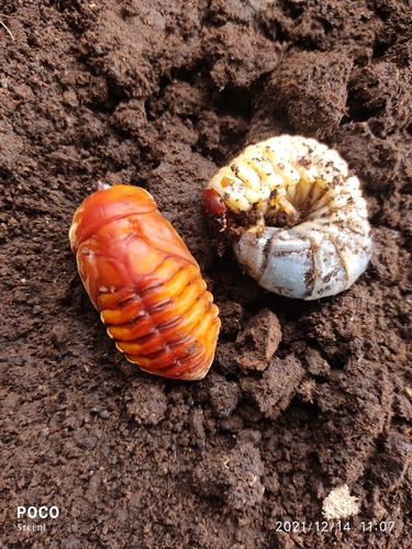 Coconut Rhinoceros Beetle