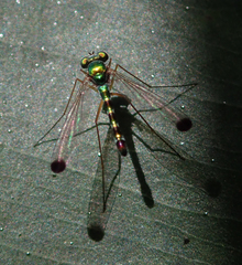 Amblypsilopus zonatus