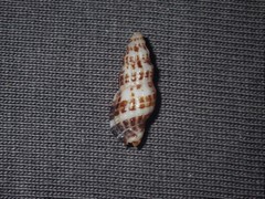 Maculotriton serriale