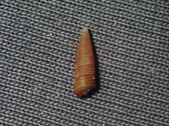 Seila crocea
